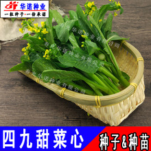 �߲˷N���ļ�С��˲�޷��̦��о�ѷN���ľ�����ķN�ӷN���ļ��N