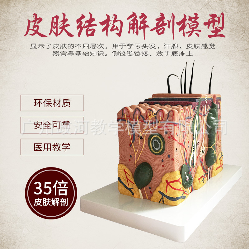 Estructura DE LA PIEL modelo de anatomía enseñanza nivel de organización estructura tridimensional micro-plástico sutura cosmética modelo médico