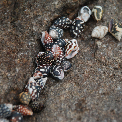 undefined1 centimeter black Pearl snail of black rice Wishing bottle decorate Super small fish tank Landscaping parts 1cmundefined