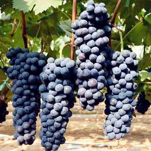 ���س������Ȼʺ������籣��l؛����t���ј���