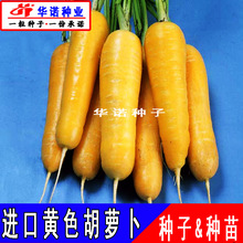 黄珊瑚胡萝卜种子黄色水果胡萝卜种籽红萝卜春秋种植蔬菜种子种苗