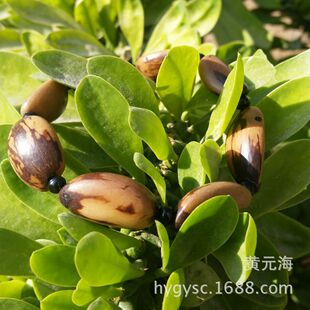 10���L����Ѱ�����������l�����ִ�����Ʒ����S��ֱ��؛Դ