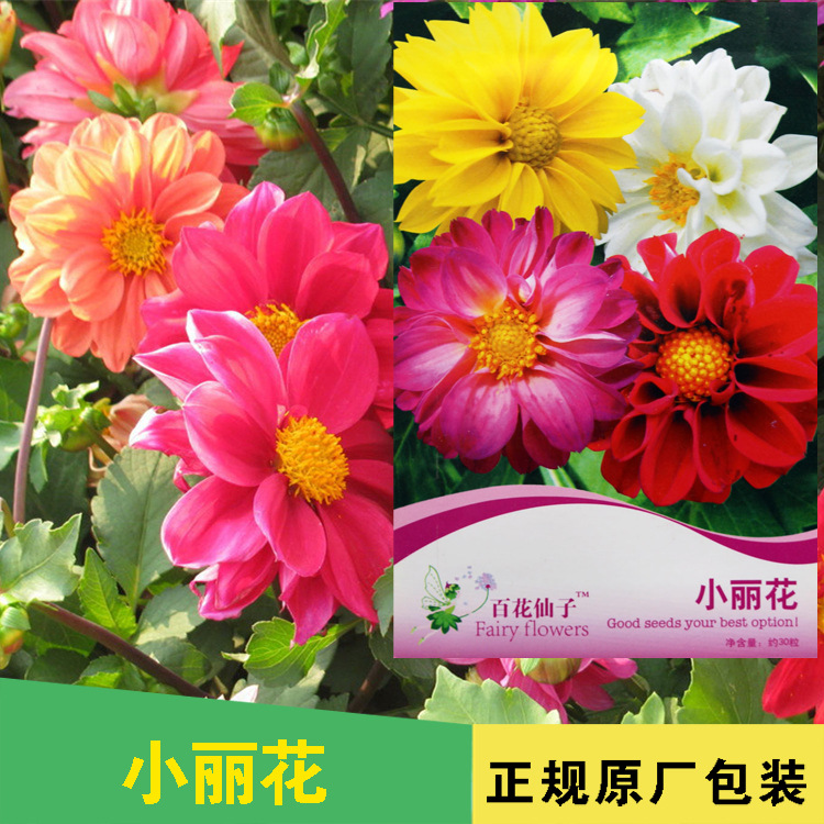 香草花卉花种子花卉籽大丽花种子小丽花种子花种子批发菜种菜籽种