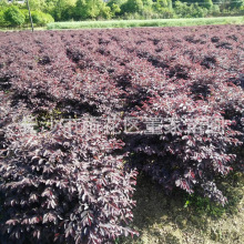 供应60-80cm冠浮的红继木球 湖南红花继木球基地 量大批发