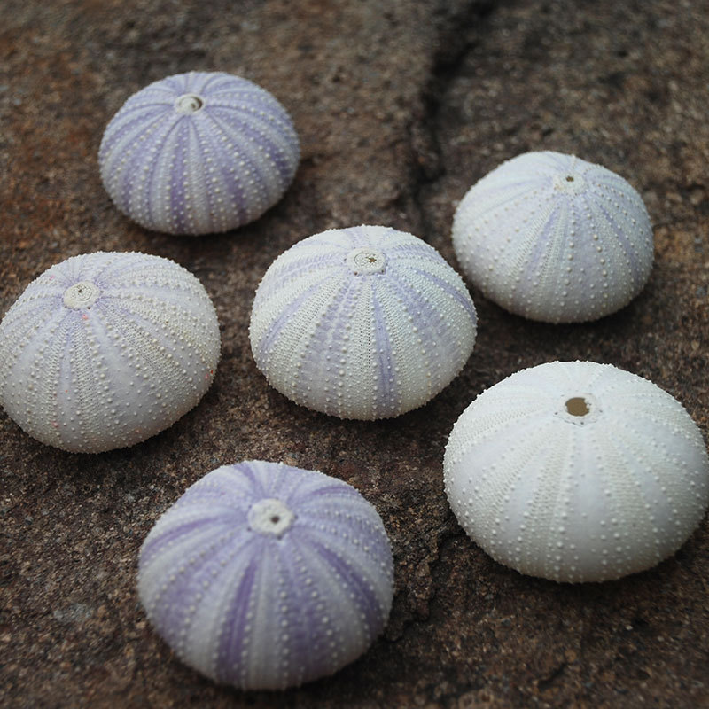 Purple sea urchin shell home decoration special tourist attraction…
