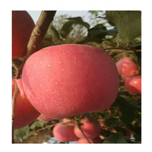 煙富系列蘋果樹苗種植基地 煙富8號蘋果介紹 煙富0號蘋果樹苗特性