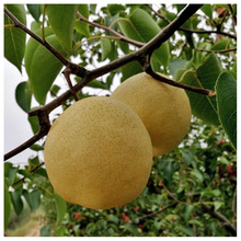 陕西冰糖酥梨新鲜冰糖雪梨脆甜梨子水果直发甜蜜多汁陕西酥梨贡梨