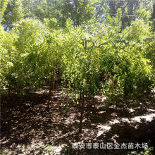 ɽ|֦S𻱃r ֦ ֦ѻ ֦ t~ѻr