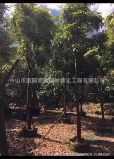 ����ֱ�N ���ϼt�� ���t�� ���ϲ˶� �G�� �˶��� �е���G����r