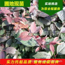 깩֦t~Сͺ_˹t~N_ԭt~ǤС