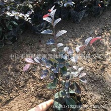 基地直销 红继木 黄金香柳 鹅掌柴 球形 小苗 厂区 别墅 绿化报价