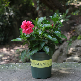 ��ɣ�� �ذꎧ�� �̨����������誻����҃ȃ����՚��^��ֲ��