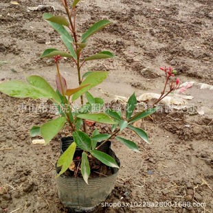 ����ֱ�N �t�� �tɣ �tɺ�� ���~ɺ�� ���� С�� �S�^ �l�� �G��