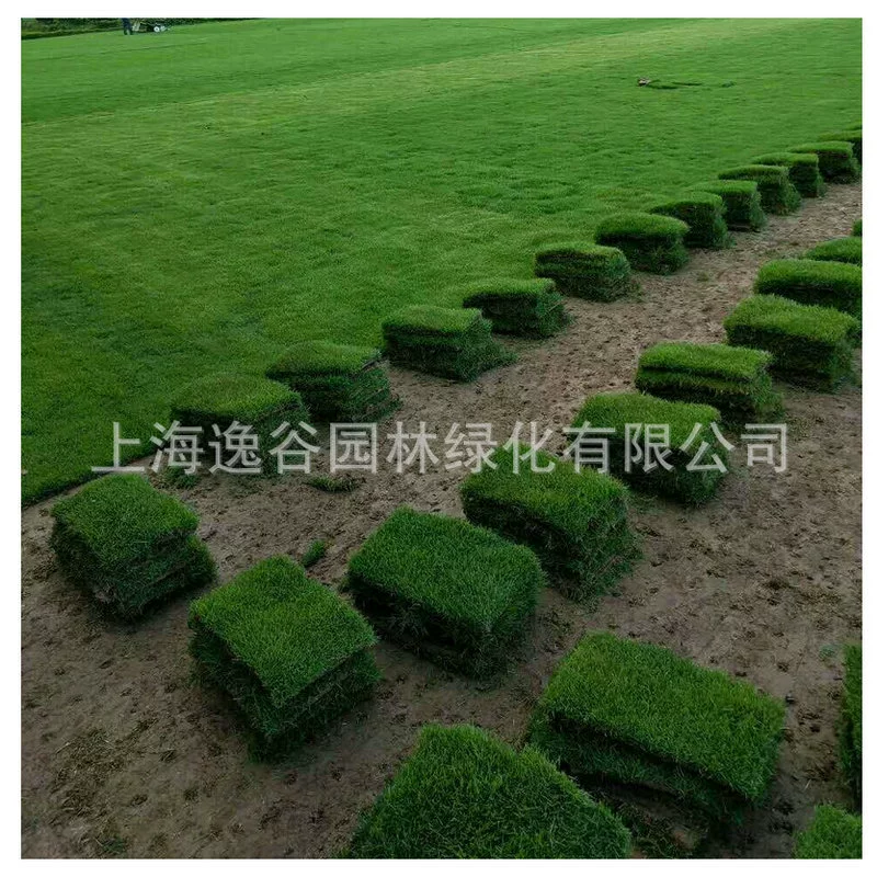 Газон Бермудские острова Манила Бермудские острова с грязью Манила зеленый газон оптовая продажа