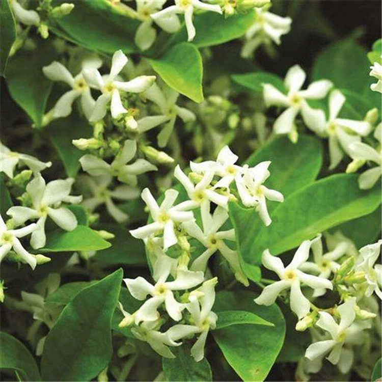 Оптовая Ветряная Мельница Жасмин Подняться Завод Подняться Мастер Подняться Сильнее, Чем Клематис Сильнее Рок Ротанг Серебро Шелк Жасмин Балкон Двор