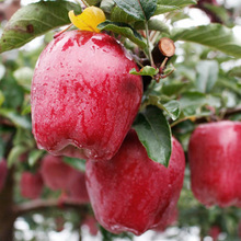 正宗天水花牛蘋果新鮮蘋果水果直發現摘現發香甜蘋果蛇果產地直發