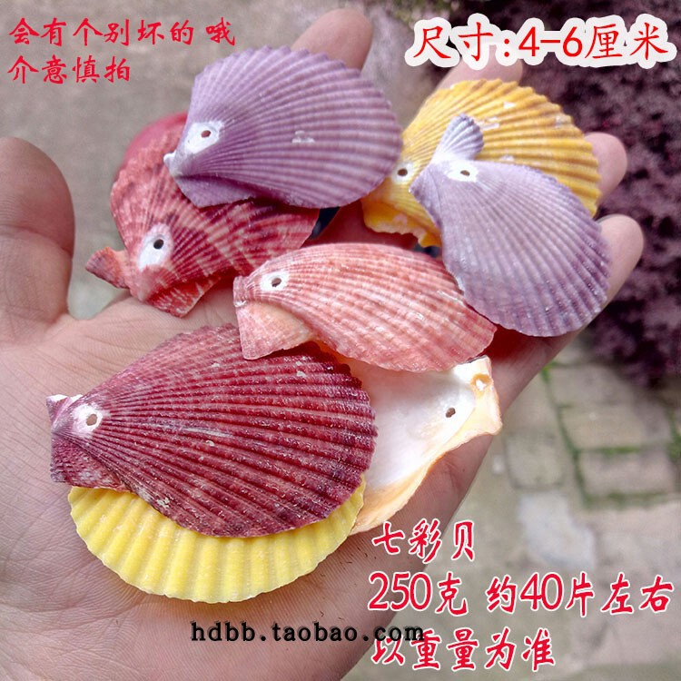 Perforated shell conch DIY bracelet necklace wind chime set kindergarten handmade material bag micro landscape decoration Perforated shell conch DIY bracelet necklace wind chime set kindergarten handmade material bag micro landscape decoration