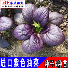 Ͳ˷Nϼtuë๣ϺļСײ߲˷N