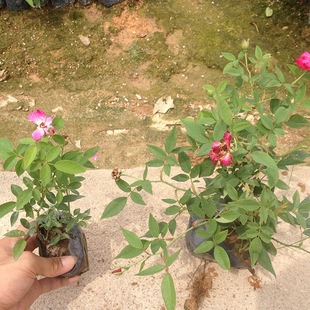 �ٱ��¼�С��20-30cmǤ�������޼�@�ֻ��h�����쾰�׳ɻ�ۻ���