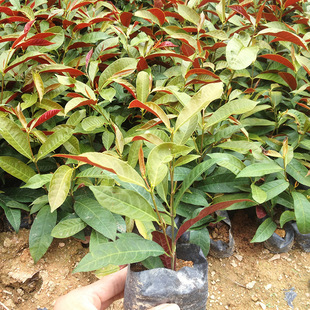 �t��������� 30cm �� ��ꎳ��G �@��ɫ�K �G�h  �������l�ɻ��