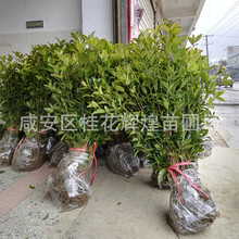 销售园林花卉朱砂丹桂树苗，40—60公分高，苗盆景树朱砂红乔木