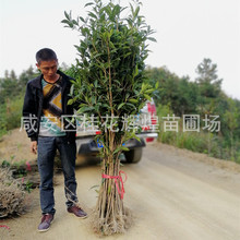 货源基地直销70-100厘米以上朱砂桂丹桂苗树苗状元红宝塔形风景树