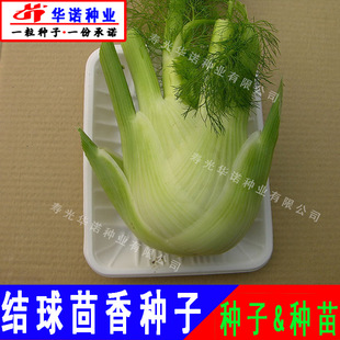 ���o����N�ӽY����������������N�Ѵ��������� �߲˷N���ļ��N