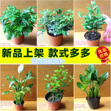 桌面绿植盆栽茉莉白掌九里香吊兰绿萝幸福树豆瓣绿金钻万年青红星