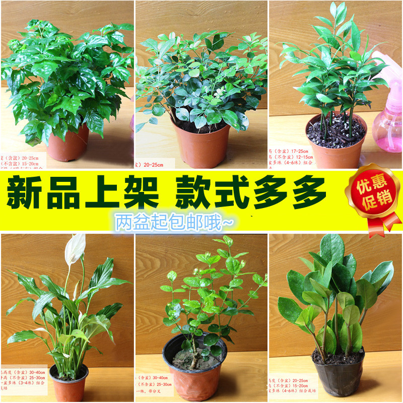 Desktop Green Plant Potted Jasmine White Palm Jiuli Xiang Chlorophytum Green Dill Happy Tree Bean Green Gold Diamond Evergreen Red Star Desktop Green Plant Potted Jasmine White Palm Jiuli Xiang Chlorophytum Green Dill Happy Tree Bean Green Gold Diamond Evergreen Red Star