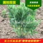 辽宁东北八宝植物苗