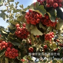 出售两年大金星甜红子甜山楂树苗 1.2米以上坐果大五棱嫁接山楂苗