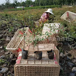 火焰南天竹盆栽 青州宿根草花苗木基地花坛花镜绿化 春秋栽植批发