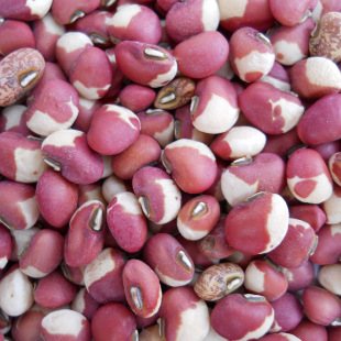 ����100��/���r���ﻨ���� ���ּZ������ ����s�Z������