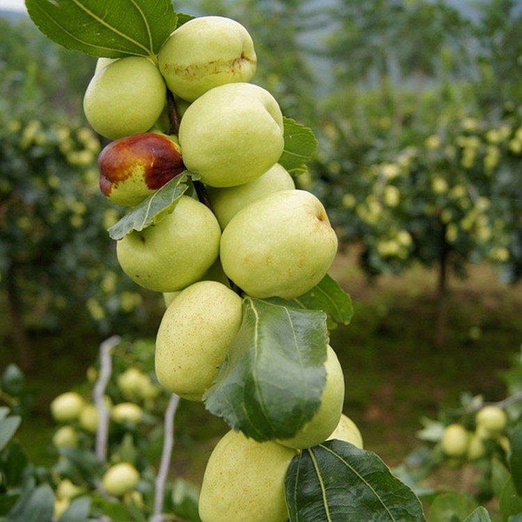 果苗批发 湖南果树苗 嫁接枣苗【大脆枣苗】成活率高 种植产量高