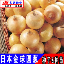 日本金球玉葱籽种子秋季葱头籽 黄皮圆葱洋葱种子  原装100克