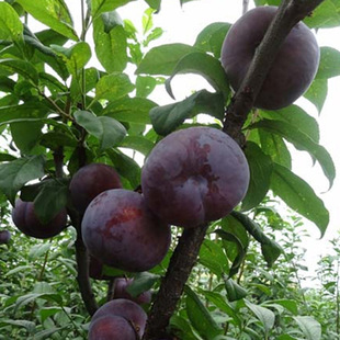 �������l���Ә���  ����Y�����Ә�ֶ�1�������Ϻڌ�ʯ������