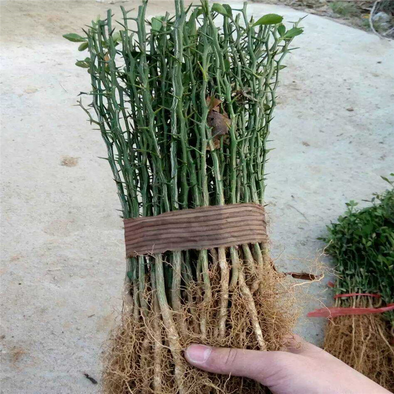 出售枸橘苗 2年生枸橘苗 嫁接橘子砧木 绿篱苗