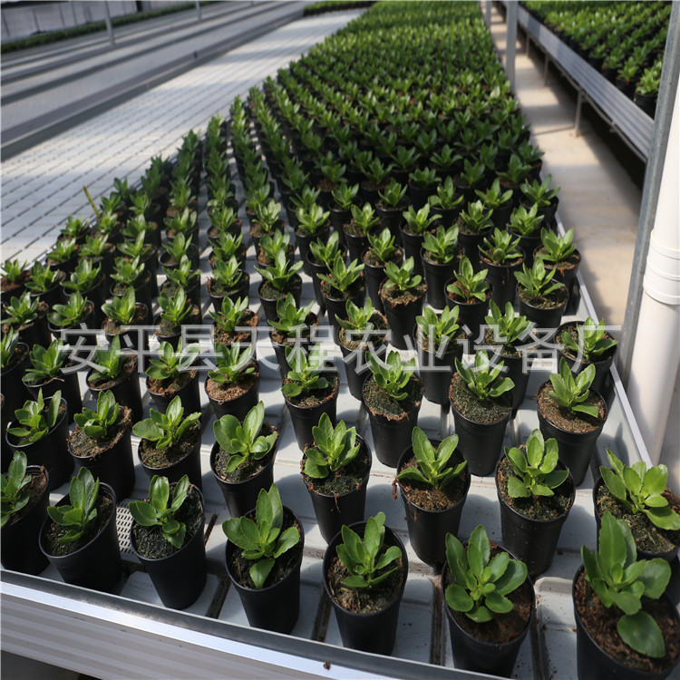Greenhouse seedling equipment seedbed manufacturers supply fruit and vegetable farm tidal seedbed bottom irrigation tidal seedbed