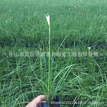 ����ֱ�N ���~Ůؑ ���~Ůؑ �����S�� С�~�S�� ���� ����