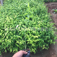 棣棠花 青州批发常绿灌木棣棠花苗价格     灌木花卉绿植