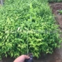 青州常绿灌木灌木
