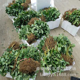 大叶红颜草莓苗批发价格 2023年二代草莓种苗基地 草莓苗图片