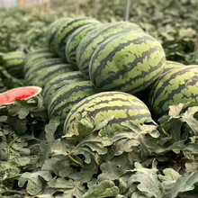 中科茂华水果蔬菜种子盖世甜王西瓜种子花皮早熟西瓜种子高圆形