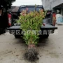 湖北三代植物绿植石楠苗