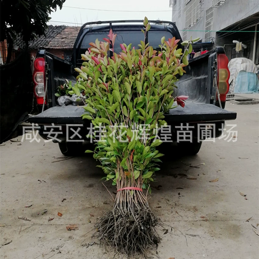 Продажа: саженцы красного боярышника третьего поколения из Хубэя, саженцы красного боярышника с листьями, как огненные, бесплатная доставка, саженцы зеленых деревьев, растения.