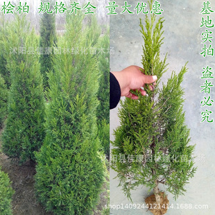 ����ֱ�N �u���� ���� ��uС�� �ٙu �G��������ľ Ҏ���Rȫ