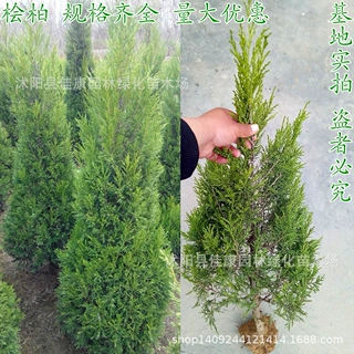 基地直销 桧柏苗 塔柏 蜀桧小苗 速桧 绿化工程苗木 规格齐全