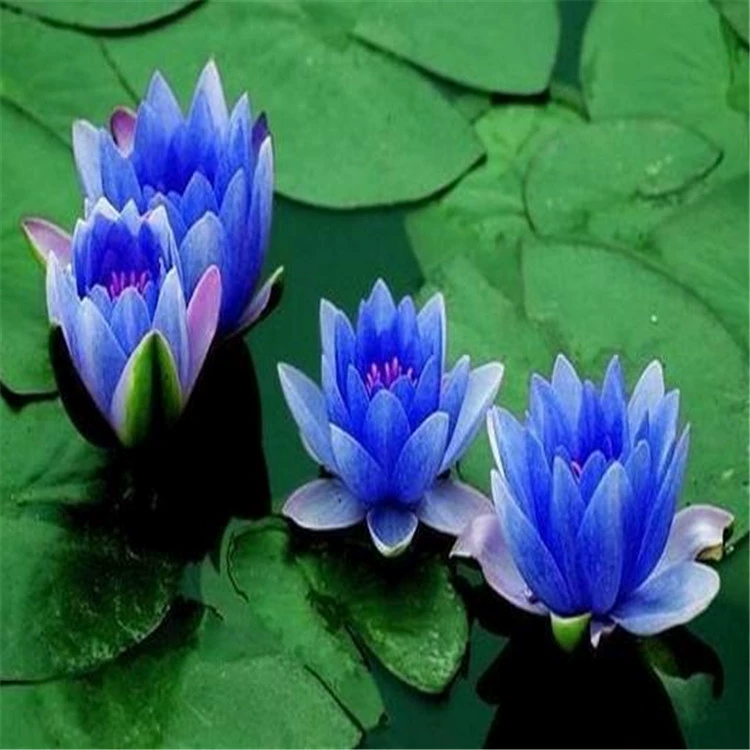 Большой корень водяной лилии блок чаша лотоса мини маленький водяной лилии рассада гидропонного растения большой спящий стержень корня лотоса