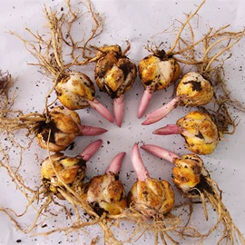 种子;其他园林植物;灌木