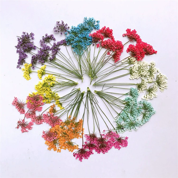 Кружевной цветок Снежная бусина Цветок с несколькими головками Образец цветка растения DIY сушеный цветок Раковина для мобильного телефона Тисненый детский образец ручной работы